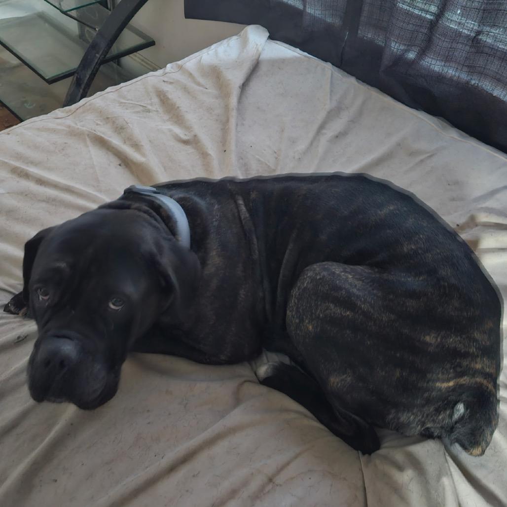 Enlarge Ribeye, a Adoptable Cane Corso in manchester, PA image 3/6