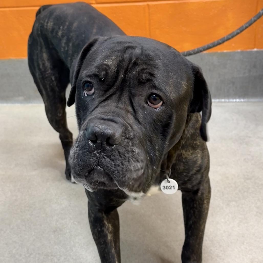 Enlarge Ribeye, a Adoptable Cane Corso in manchester, PA image 4/6