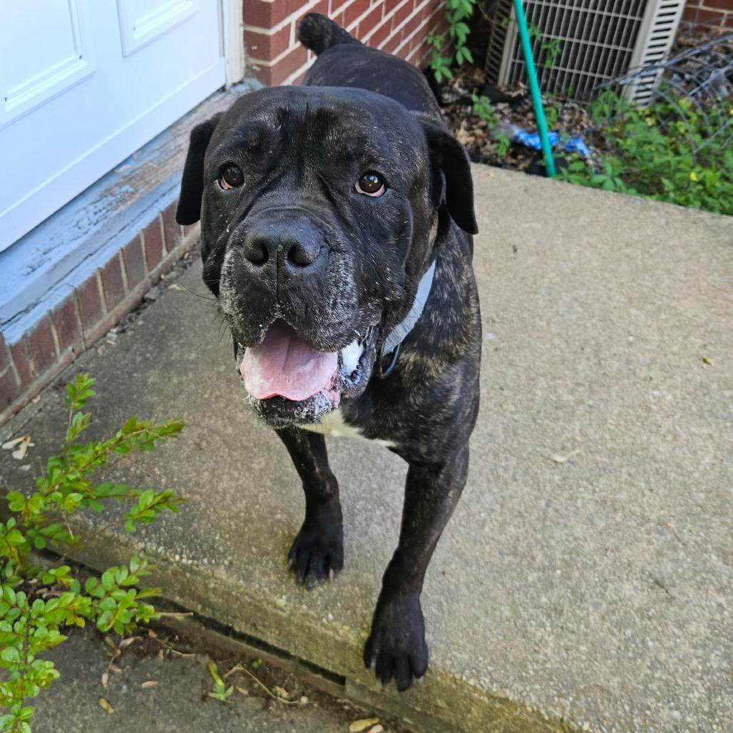 Enlarge Ribeye, a Adoptable Cane Corso in manchester, PA image 5/6