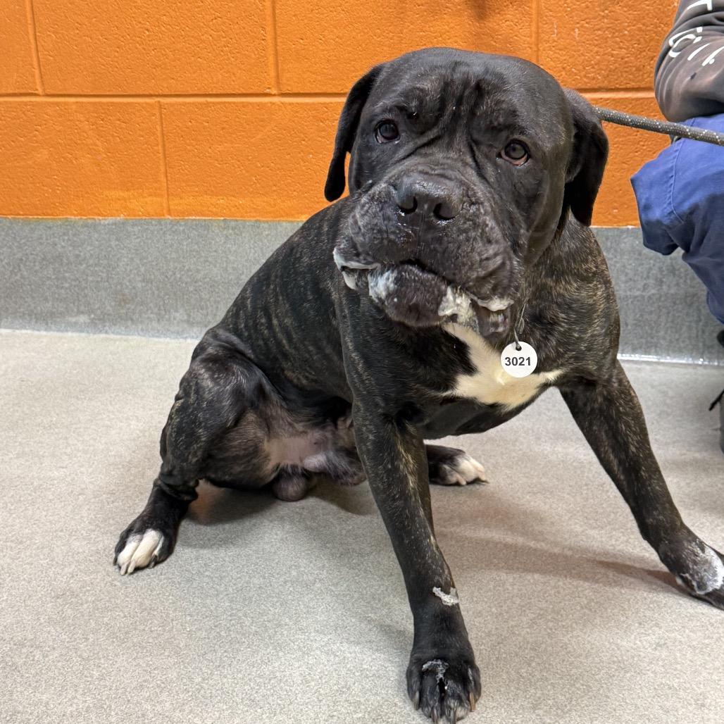 Enlarge Ribeye, a Adoptable Cane Corso in manchester, PA image 6/6