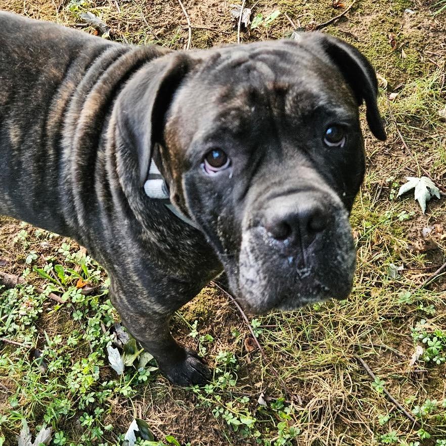 Enlarge Ribeye, a Adoptable Cane Corso in manchester, PA image 6/6