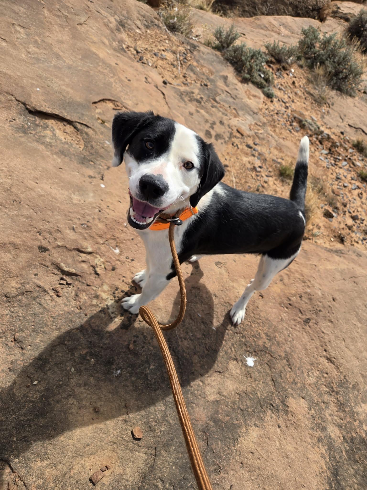 Enlarge Petey, a ADOPTABLE mixed breed in Roosevelt, UT image 2/3
