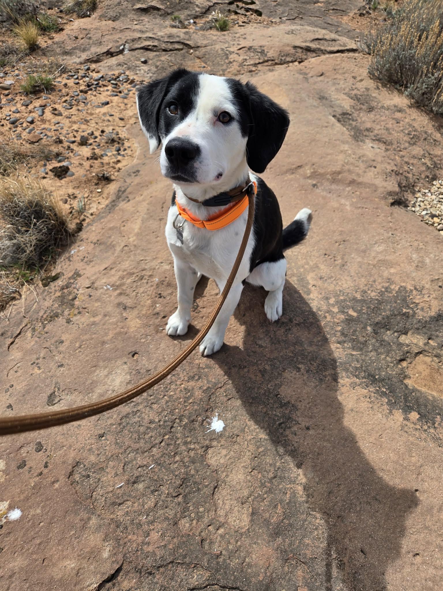 Petey, ADOPTABLE, Adult Male Collie.