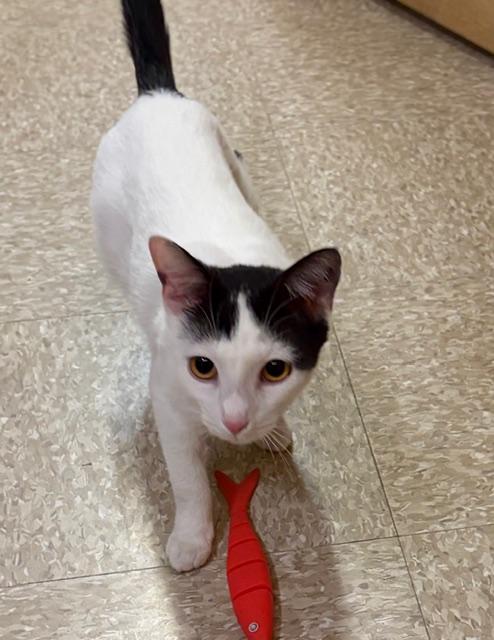 Enlarge PINKY, a ADOPTABLE Domestic Short Hair in Bethesda, MD image 3/4