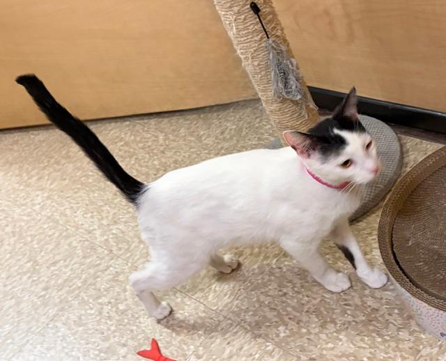 Enlarge PINKY, a ADOPTABLE Domestic Short Hair in Bethesda, MD image 4/4