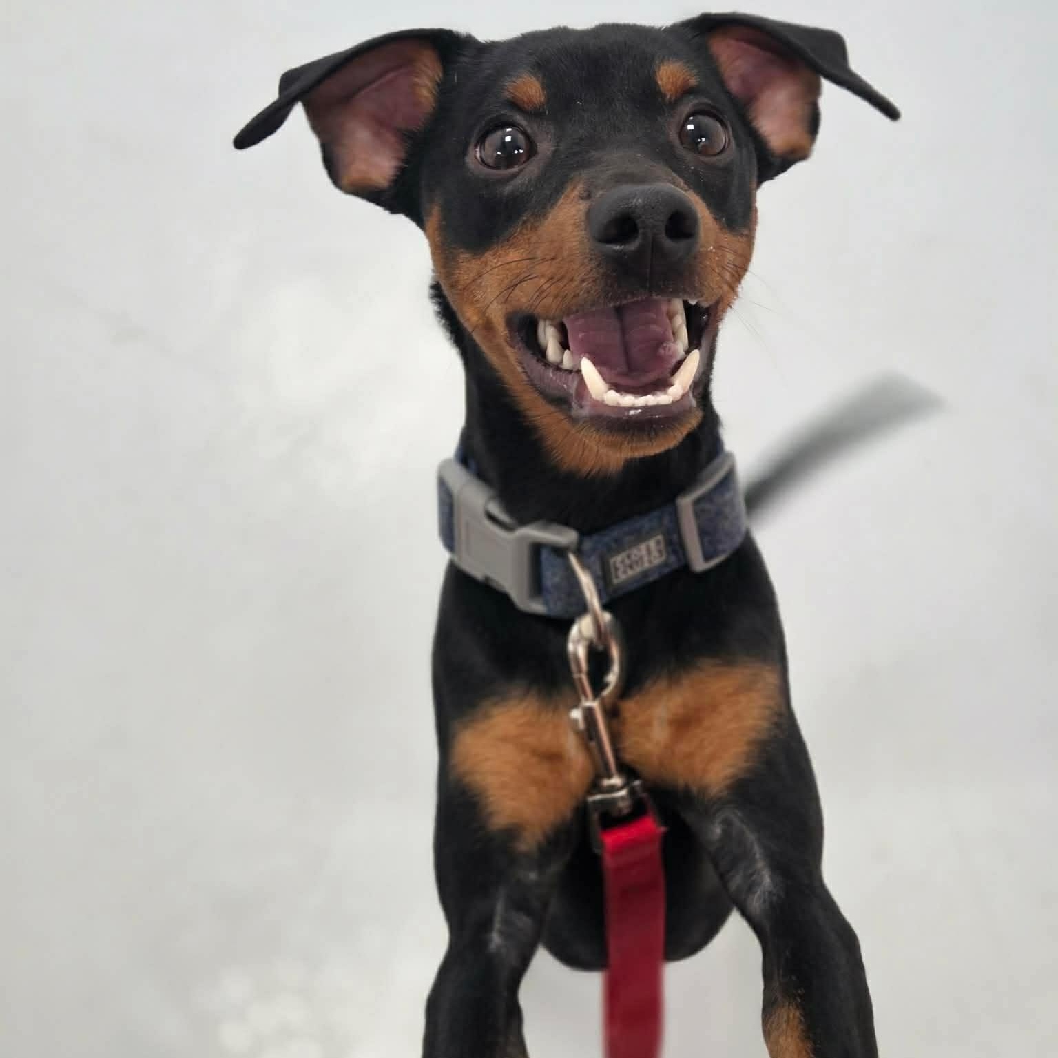 Jackson, an adopted mixed breed in Scarborough, ON image 2/6