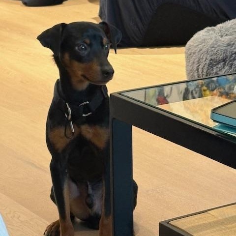 Jackson, an adopted mixed breed in Scarborough, ON image 3/6