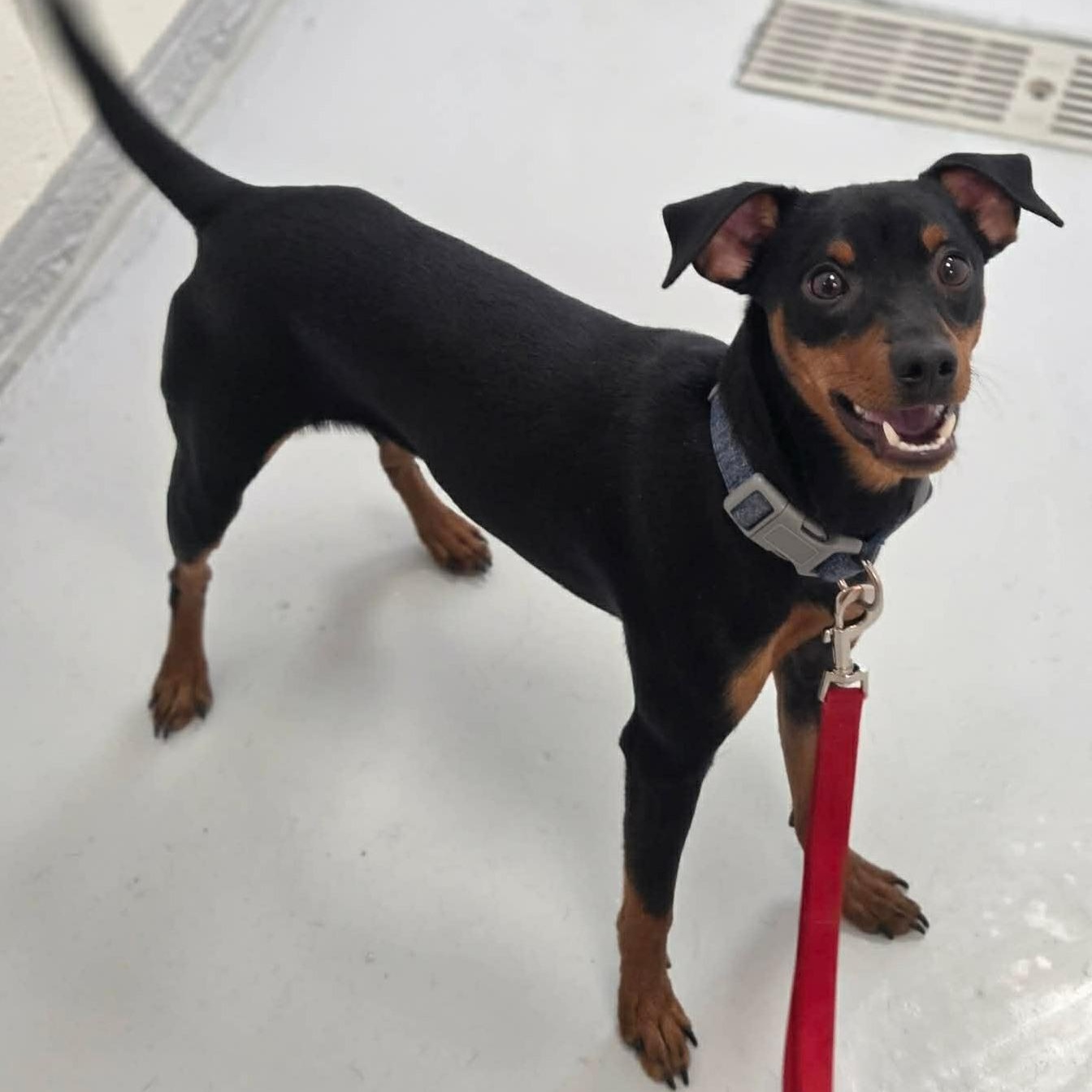 Jackson, an adopted mixed breed in Scarborough, ON image 4/6