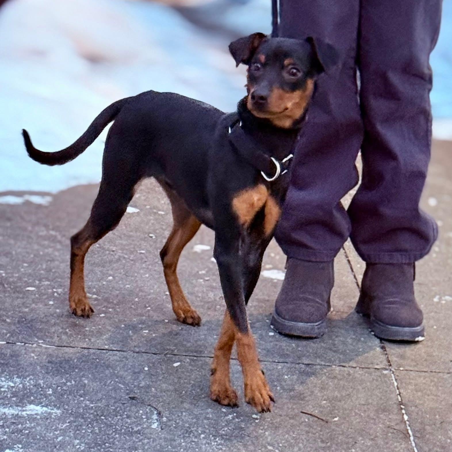 Jackson, an adopted mixed breed in Scarborough, ON image 1/6
