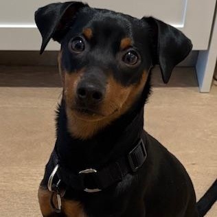 Jackson, an adopted mixed breed in Scarborough, ON image 5/6