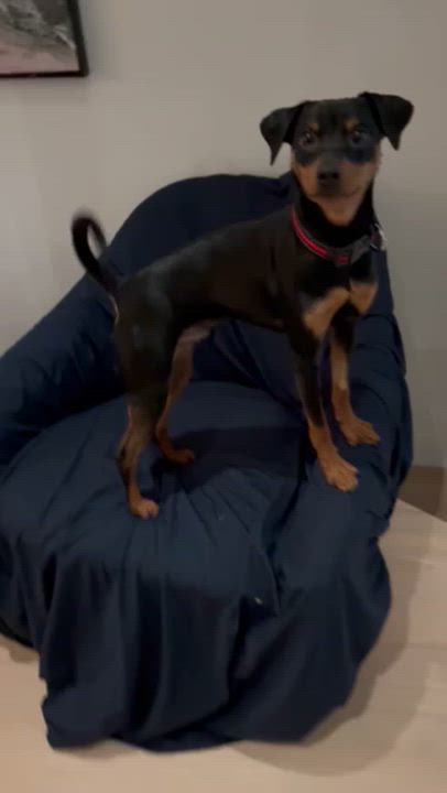 Enlarge Jackson, an adopted mixed breed in Scarborough, ON video 6/6