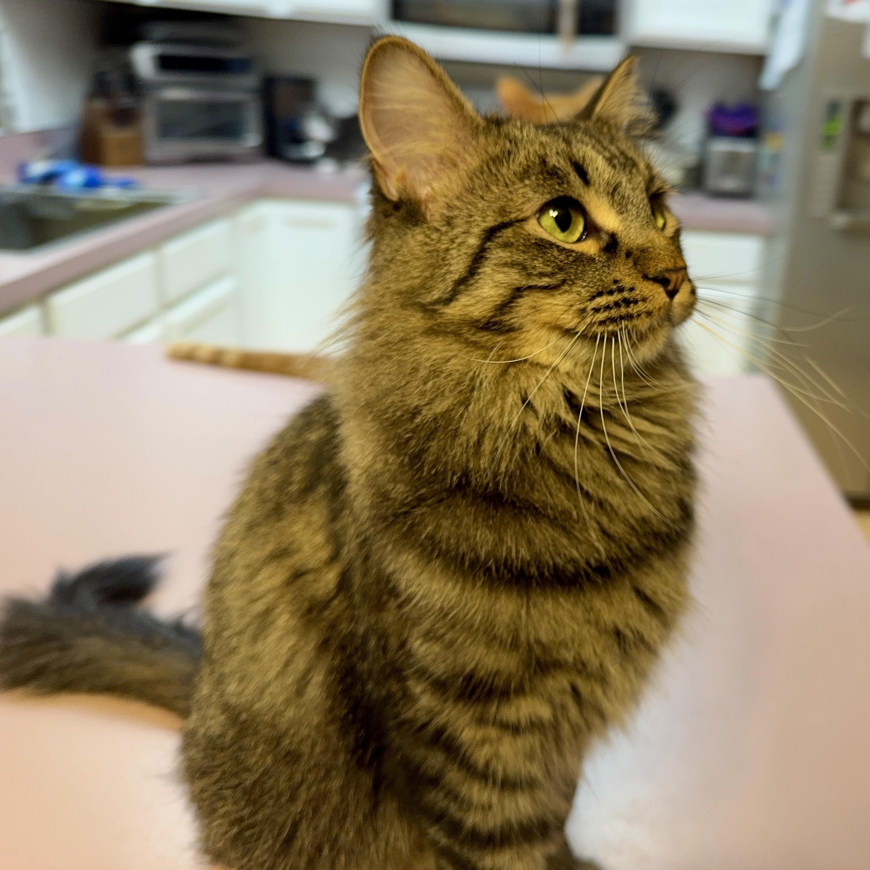 Penny, a Adoptable mixed breed in Pocatello, ID image 3/6