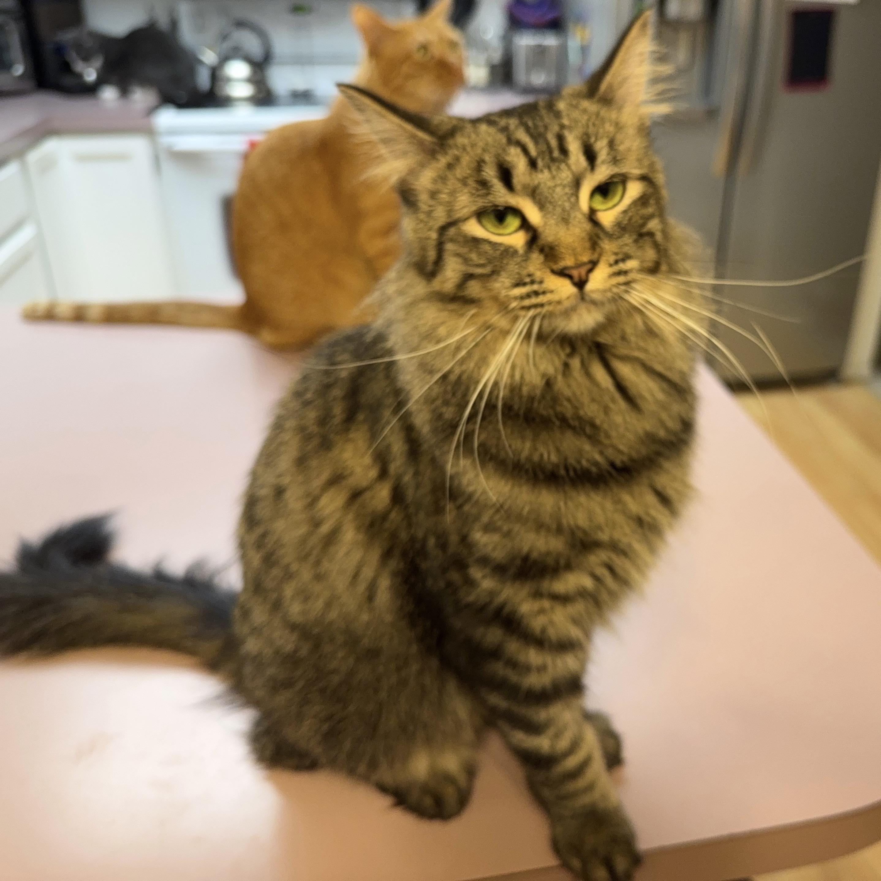 Penny, a Adoptable mixed breed in Pocatello, ID image 5/6