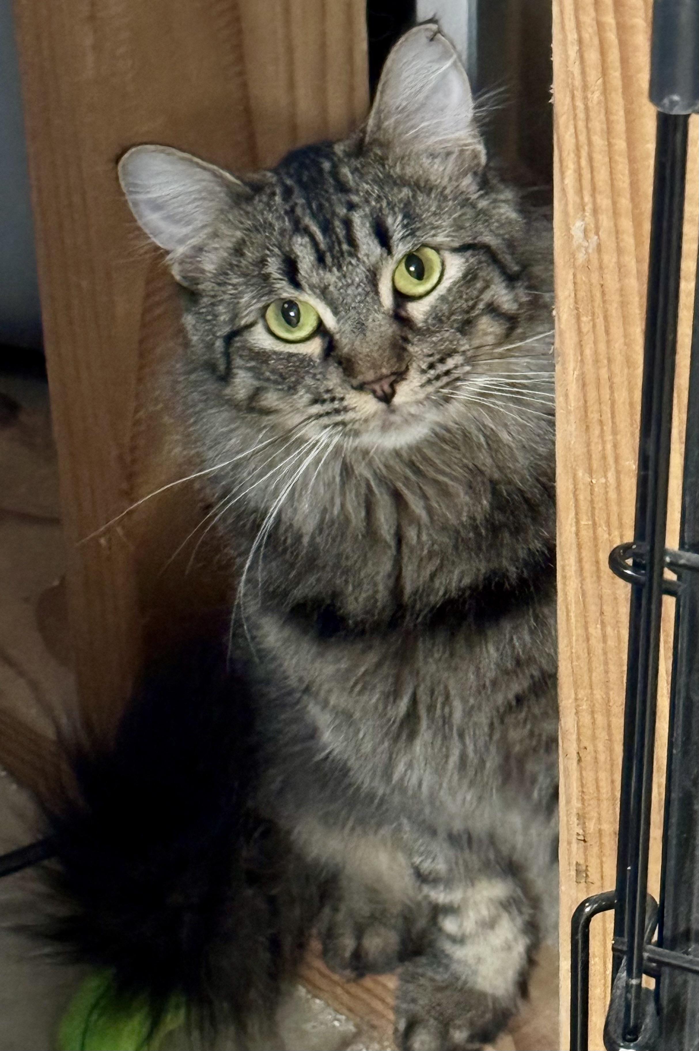 Penny, a Adoptable mixed breed in Pocatello, ID image 2/6