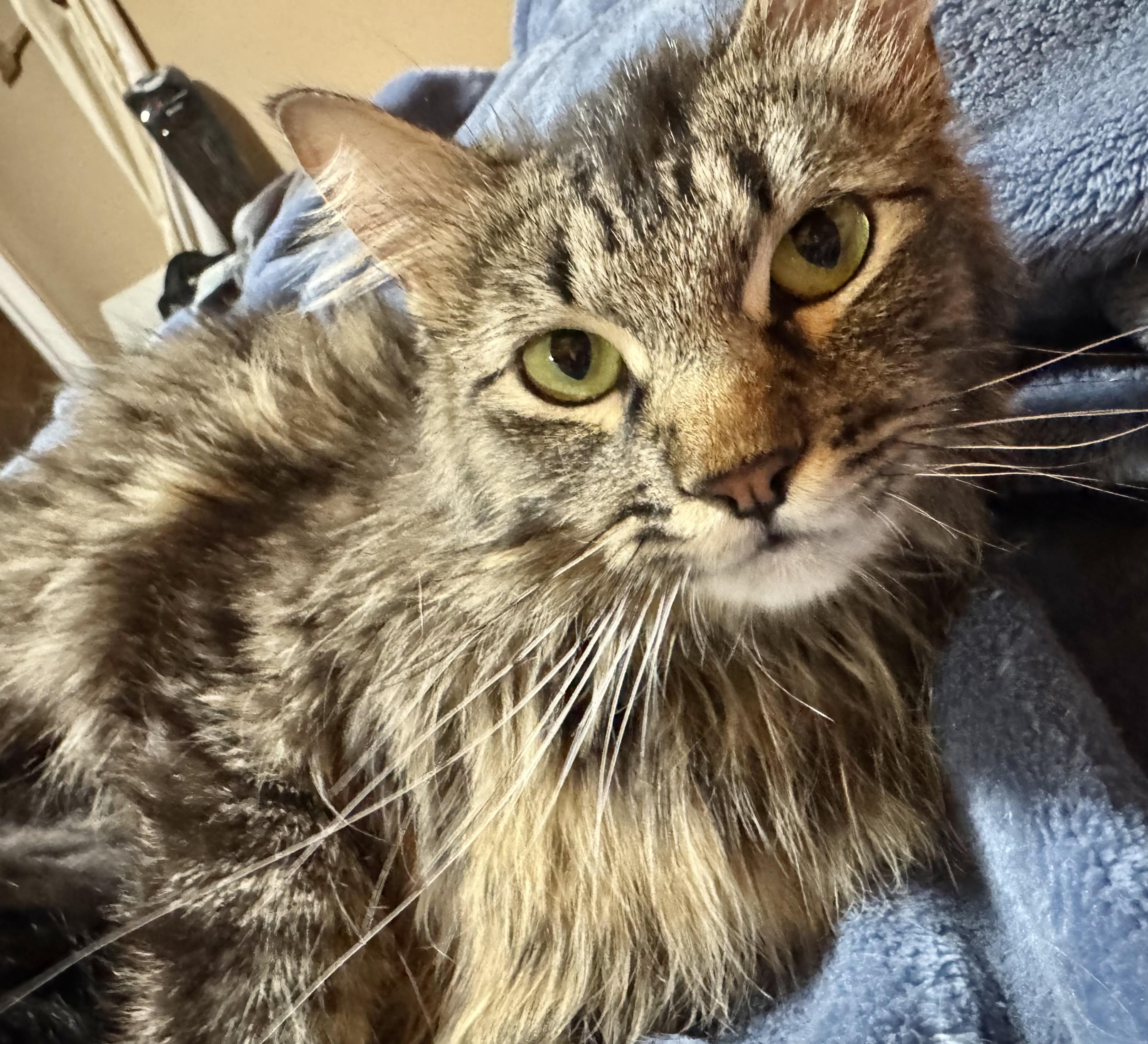 Penny, a Adoptable mixed breed in Pocatello, ID image 4/6