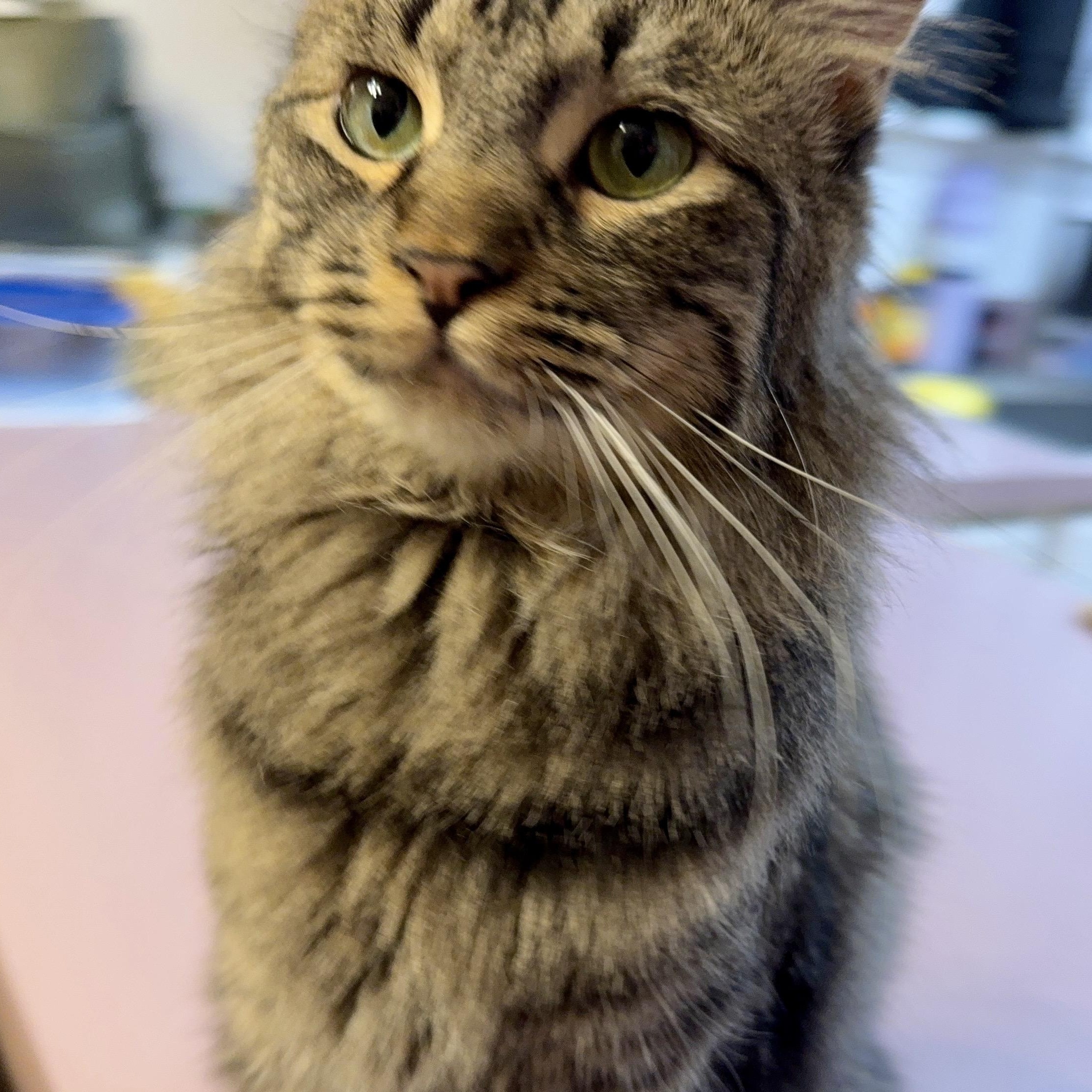 Penny, Adoptable, Adult Female Domestic Medium Hair.