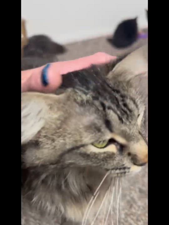 Enlarge Penny, a Adoptable mixed breed in Pocatello, ID video 6/6