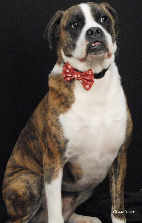 Enlarge Lily, an adopted mixed breed in Newland, NC image 2/3