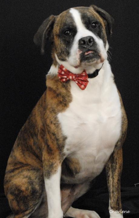 Enlarge Lily, an adopted mixed breed in Newland, NC image 1/3