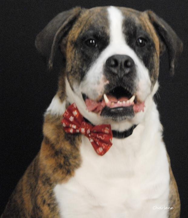 Enlarge Lily, an adopted mixed breed in Newland, NC image 3/3