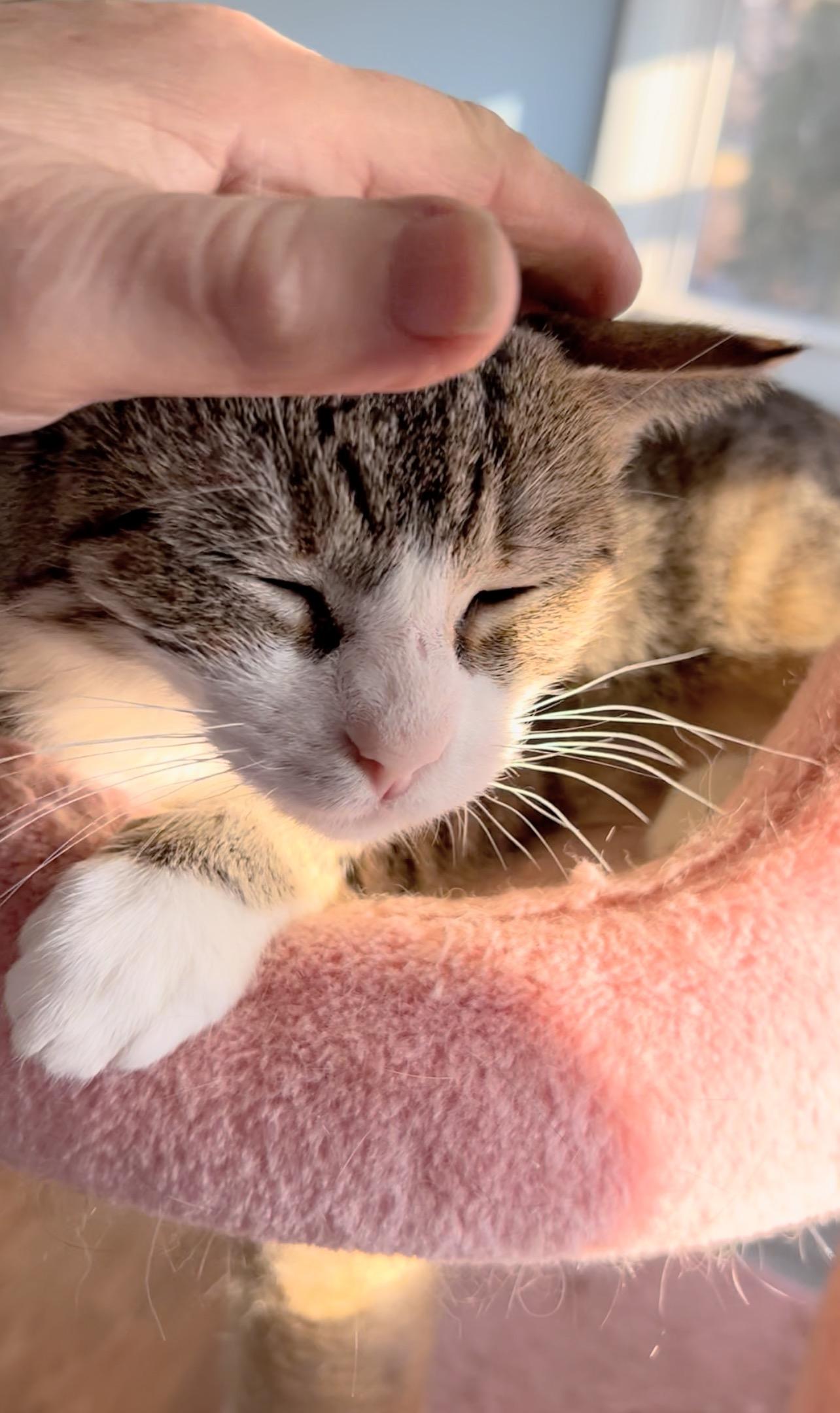 Enlarge Ms Missy (adoption fee waived with approved application), a ADOPTABLE Domestic Short Hair in Enfield, CT image 2/2