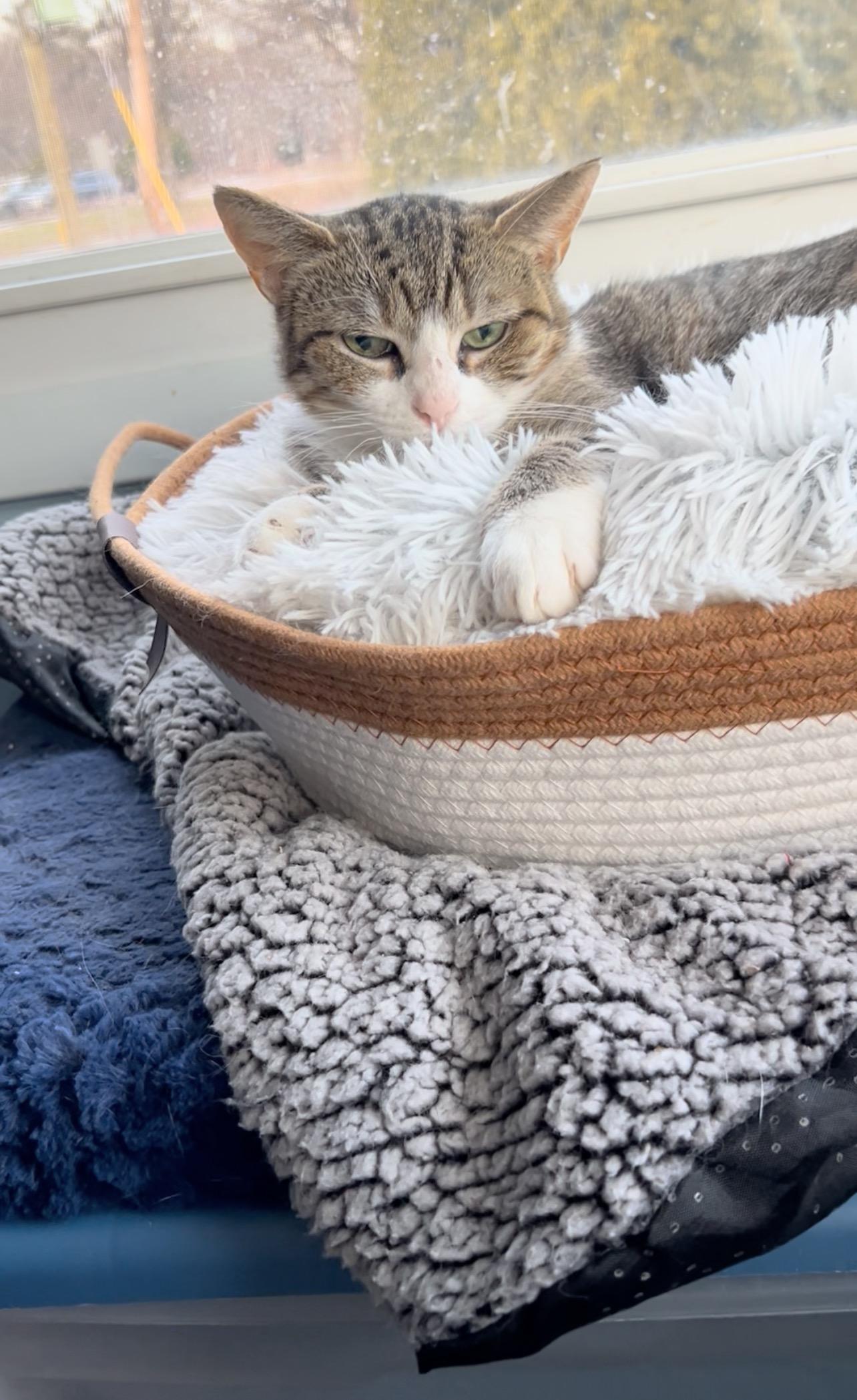 Enlarge Ms Missy (adoption fee waived with approved application), a ADOPTABLE Domestic Short Hair in Enfield, CT image 1/2