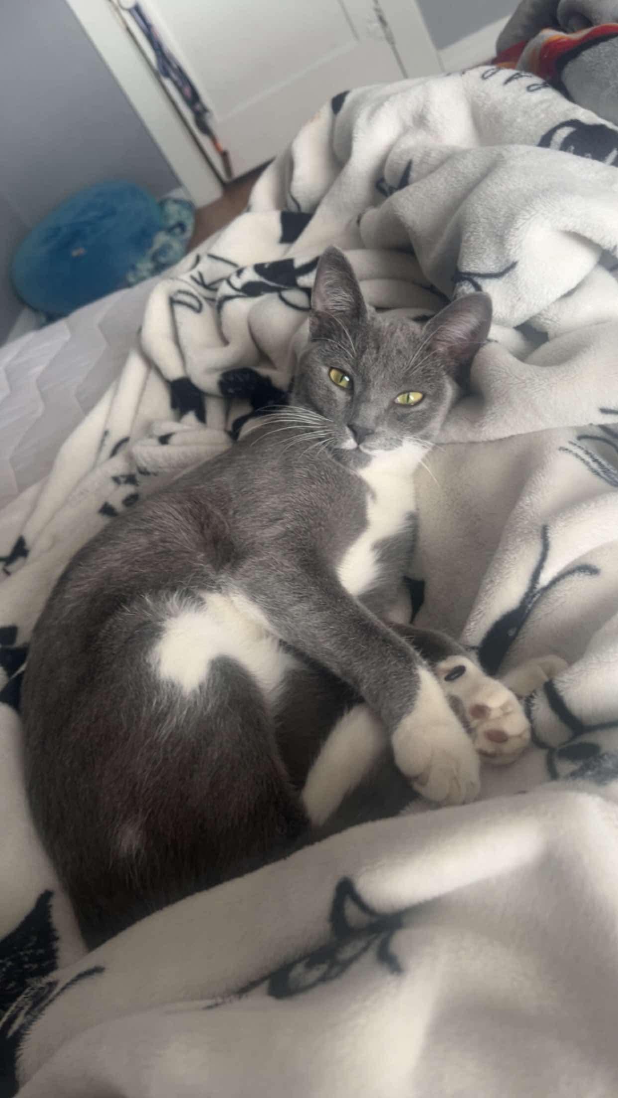 Mabel, Adopted, Kitten Female Domestic Short Hair & American Shorthair.