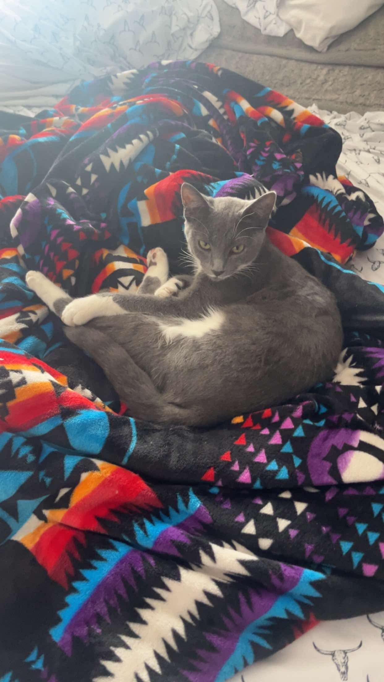 Enlarge Mabel, a Adopted mixed breed in Mount Morris, MI image 2/3