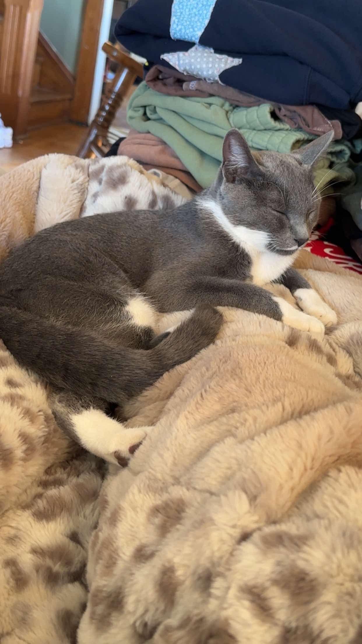 Enlarge Mabel, a Adopted mixed breed in Mount Morris, MI image 3/3