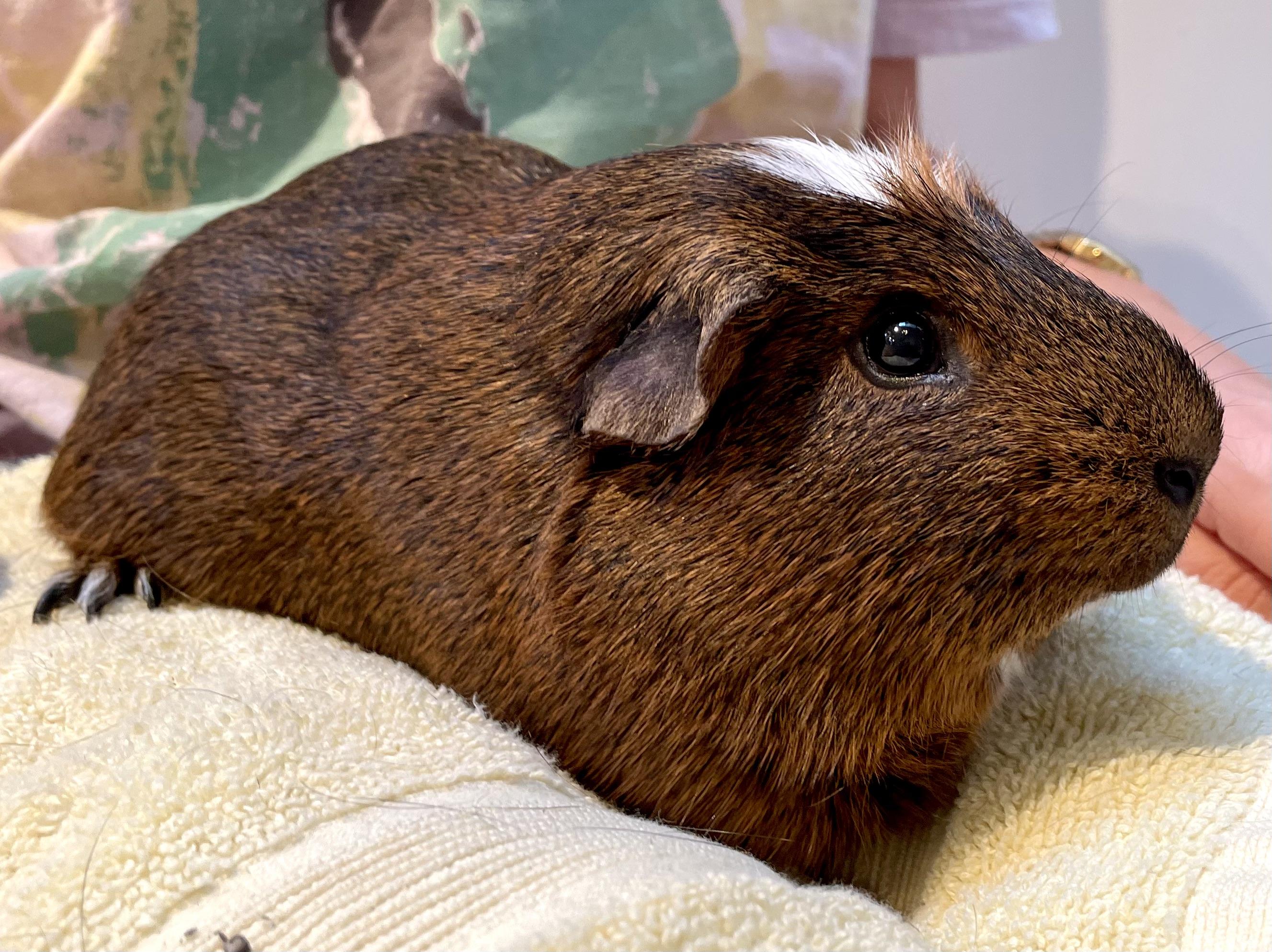 Enlarge Mickey, a ADOPTABLE Short-Haired in Olympia, WA image 3/4