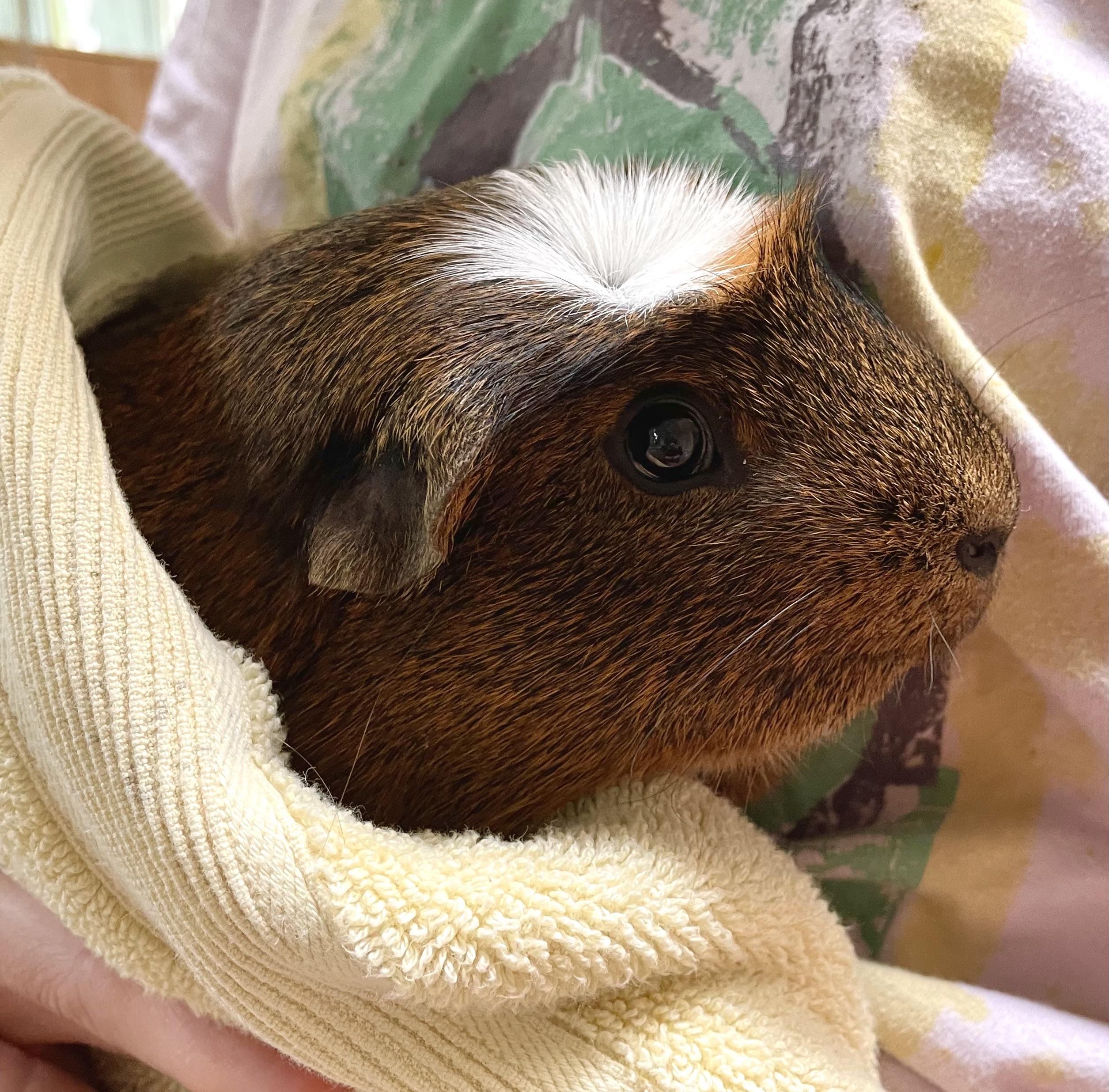 Enlarge Mickey, a ADOPTABLE Short-Haired in Olympia, WA image 1/4