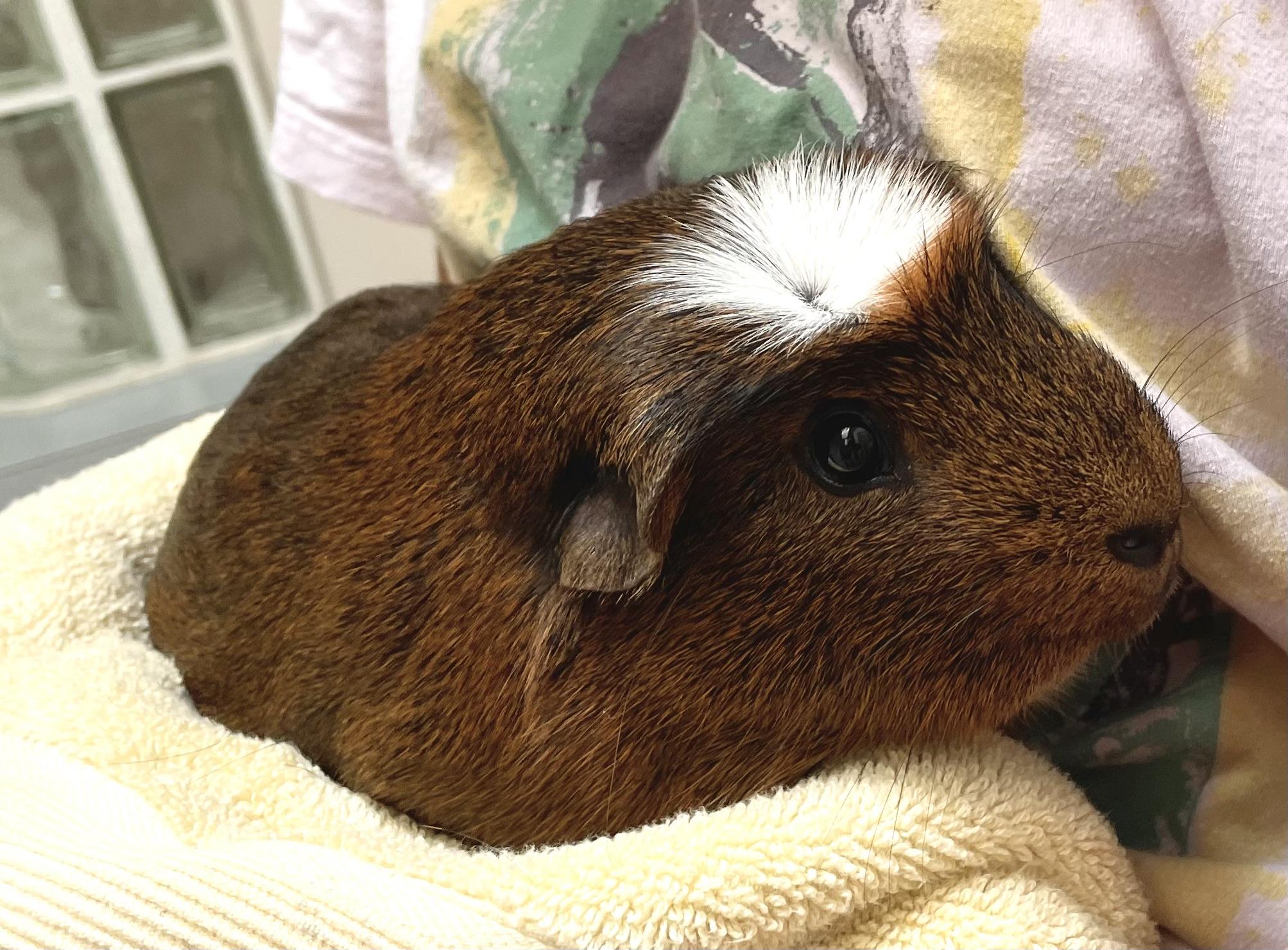 Enlarge Mickey, a ADOPTABLE Short-Haired in Olympia, WA image 4/4