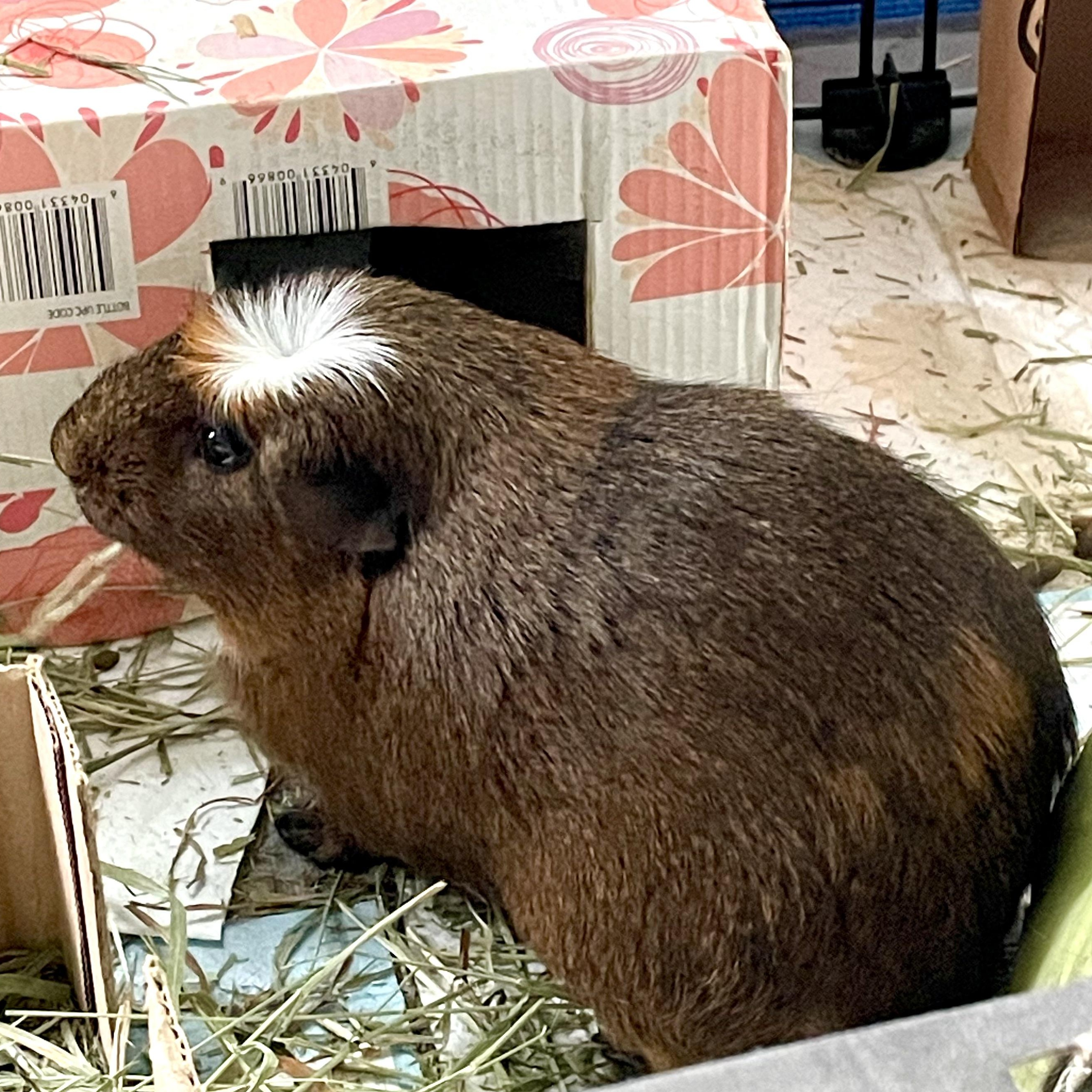 Enlarge Mickey, a ADOPTABLE Short-Haired in Olympia, WA image 2/4