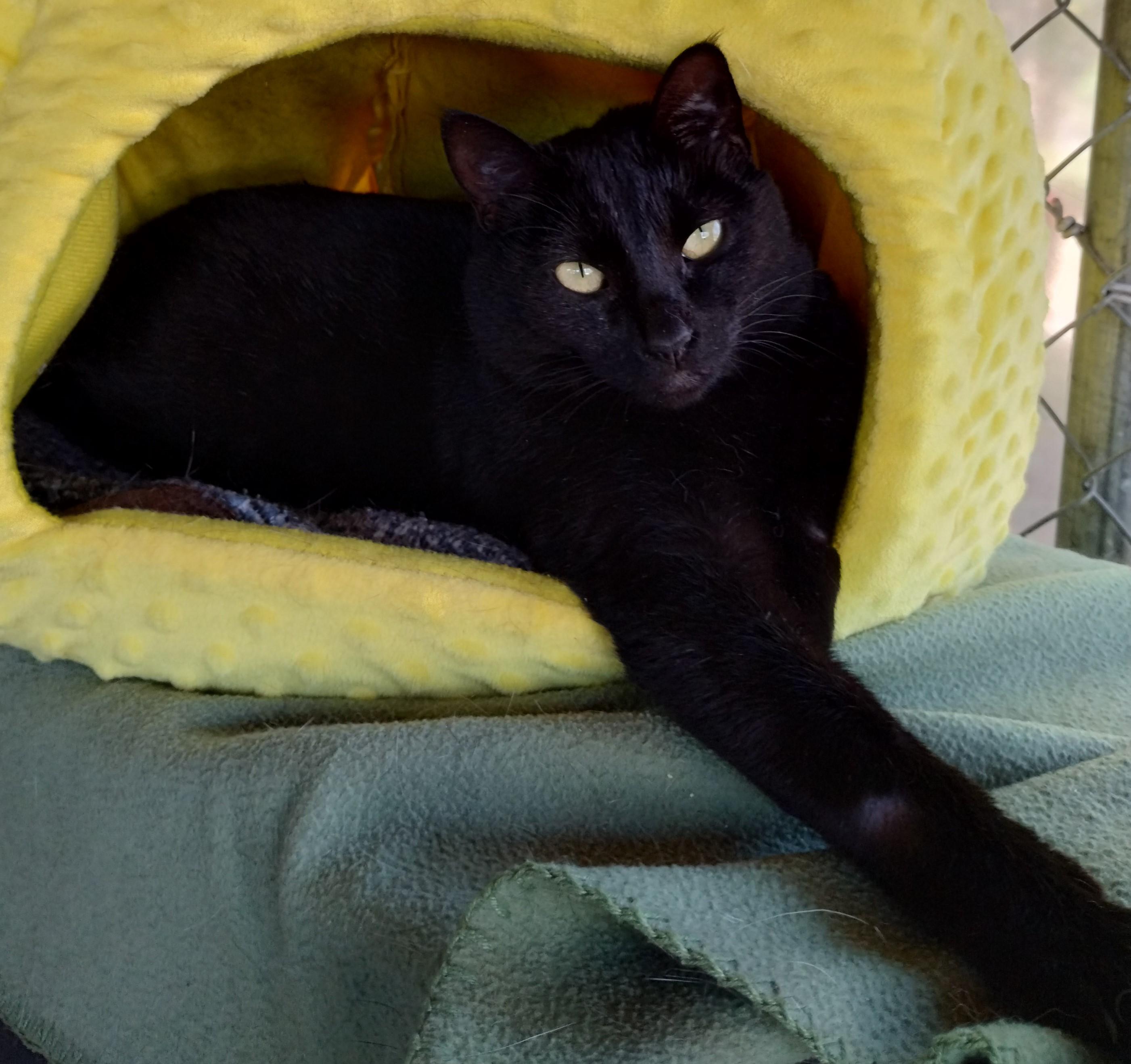 Phantom, Adult Female Domestic Short Hair