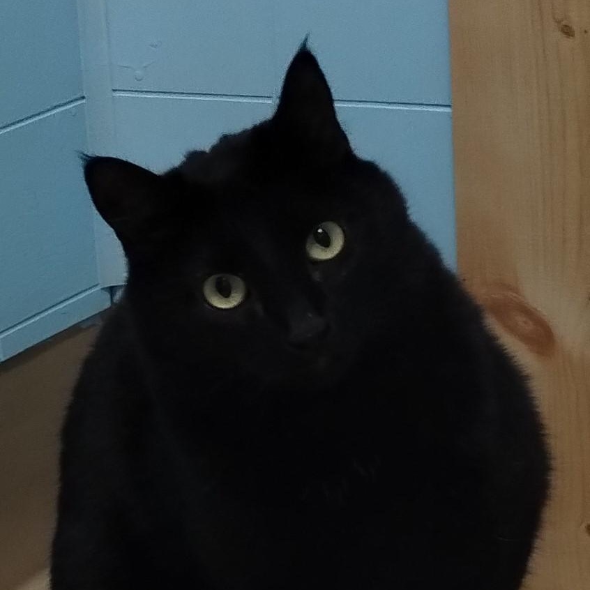 Phantom, a Adoptable Domestic Short Hair image 2/6