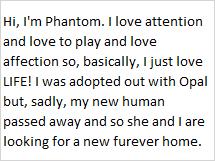 Phantom, a Adoptable Domestic Short Hair image 3/6