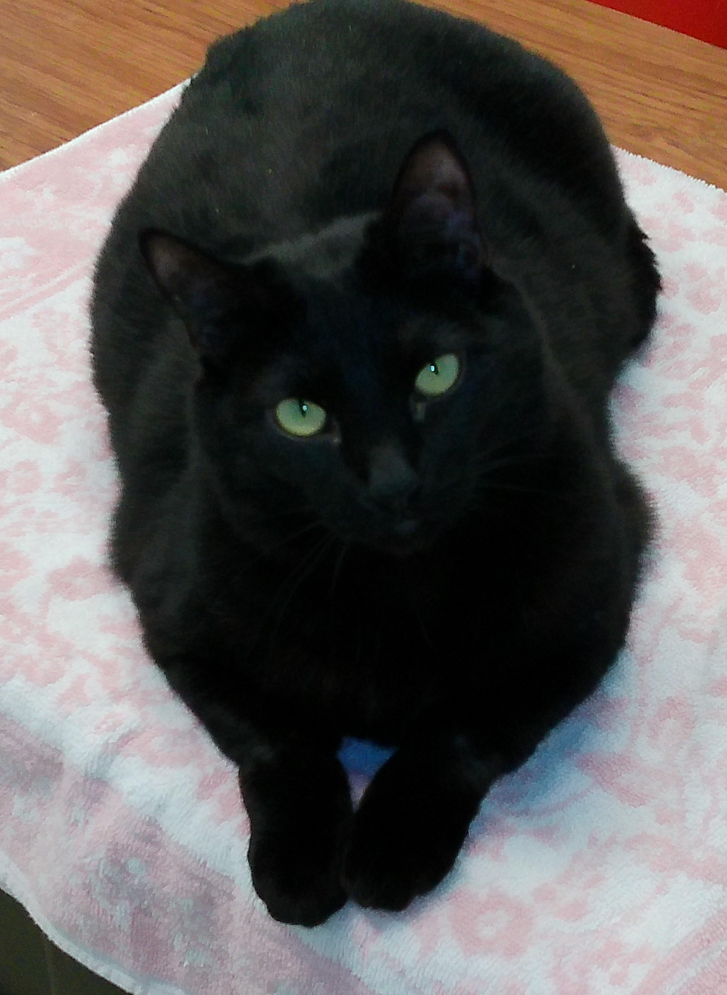 Phantom, a Adoptable Domestic Short Hair image 4/6