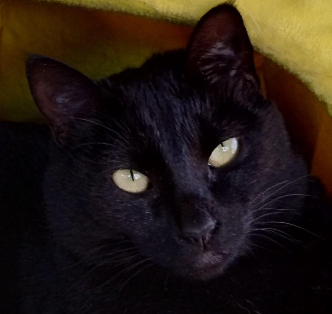 Phantom, a Adoptable Domestic Short Hair image 5/6