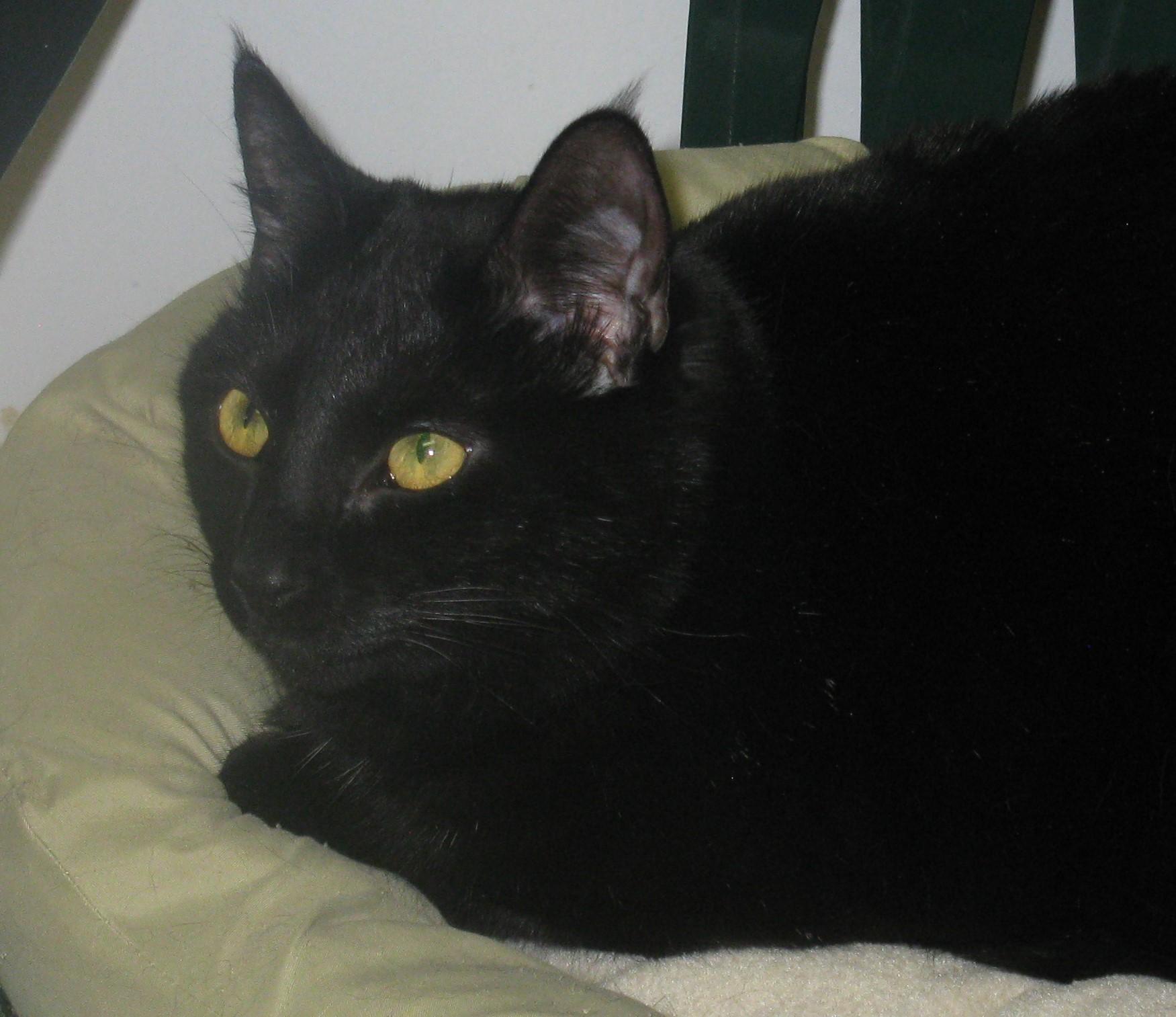 Phantom, a Adoptable Domestic Short Hair image 6/6