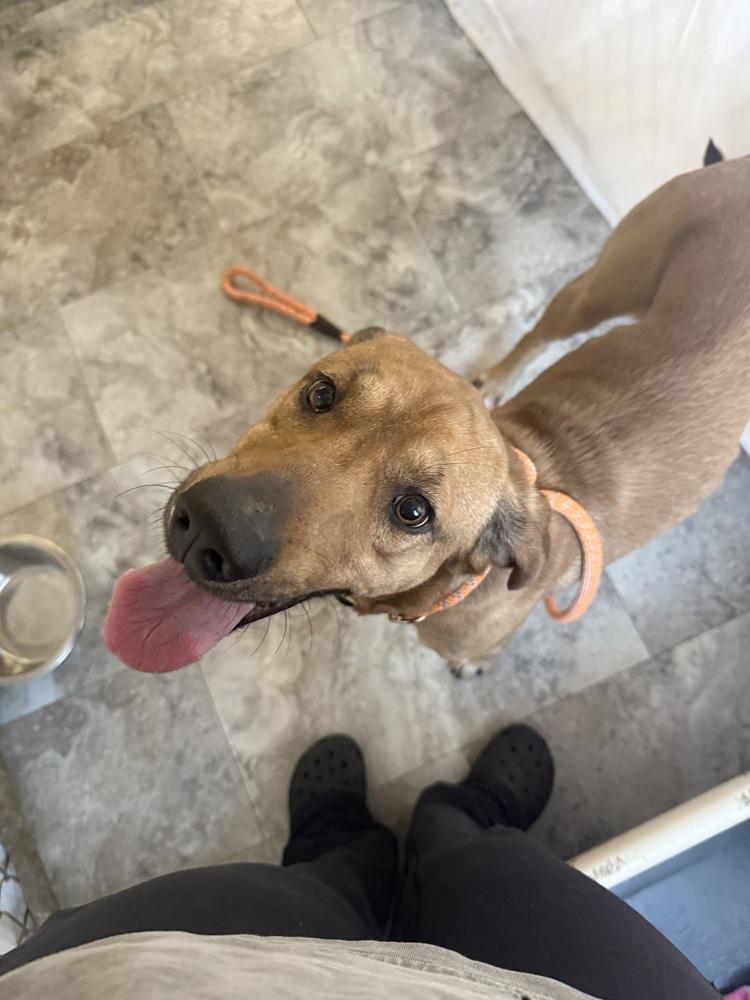 SAMMY, Adoptable, Adult Male Hound.