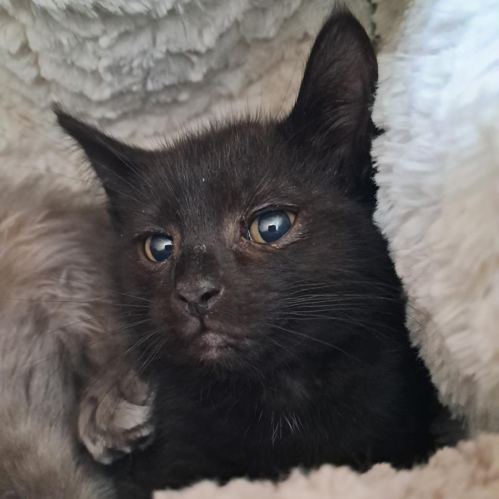 Atticus, Adoptable, Kitten Male Domestic Short Hair.