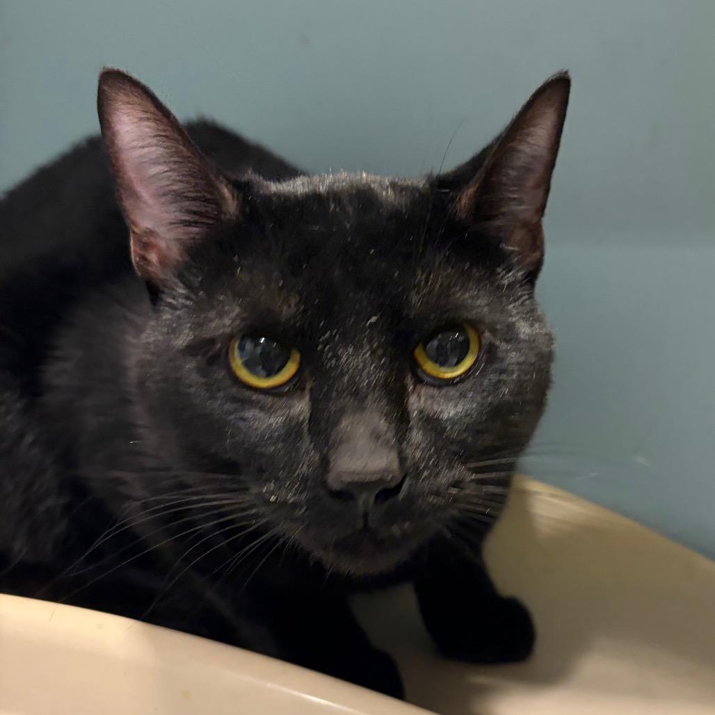 Roomba — thumbnail 2