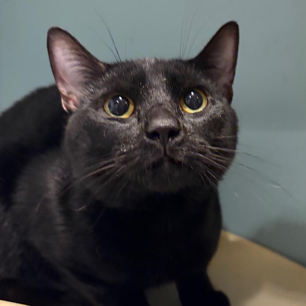 Roomba — thumbnail 3