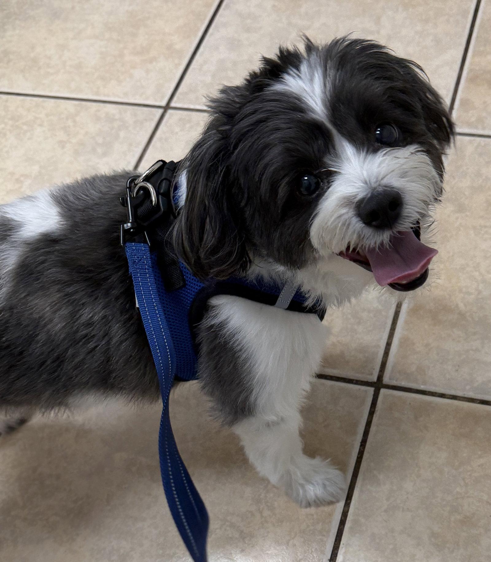 Bandito, Adopted, Adult Male Shih Tzu.