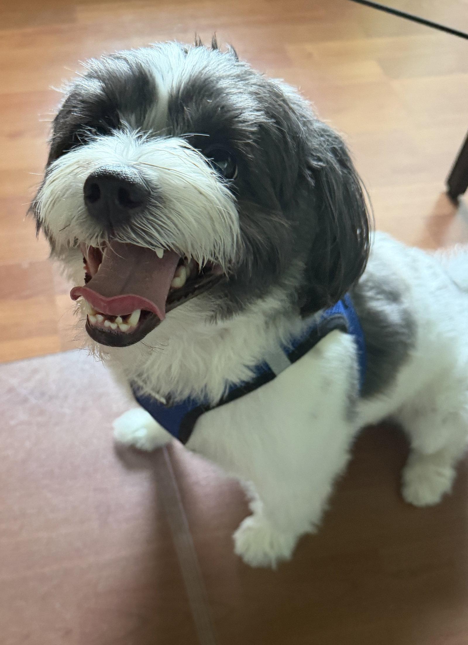 Enlarge Bandito, a Adopted Shih Tzu in Valrico, FL image 2/3