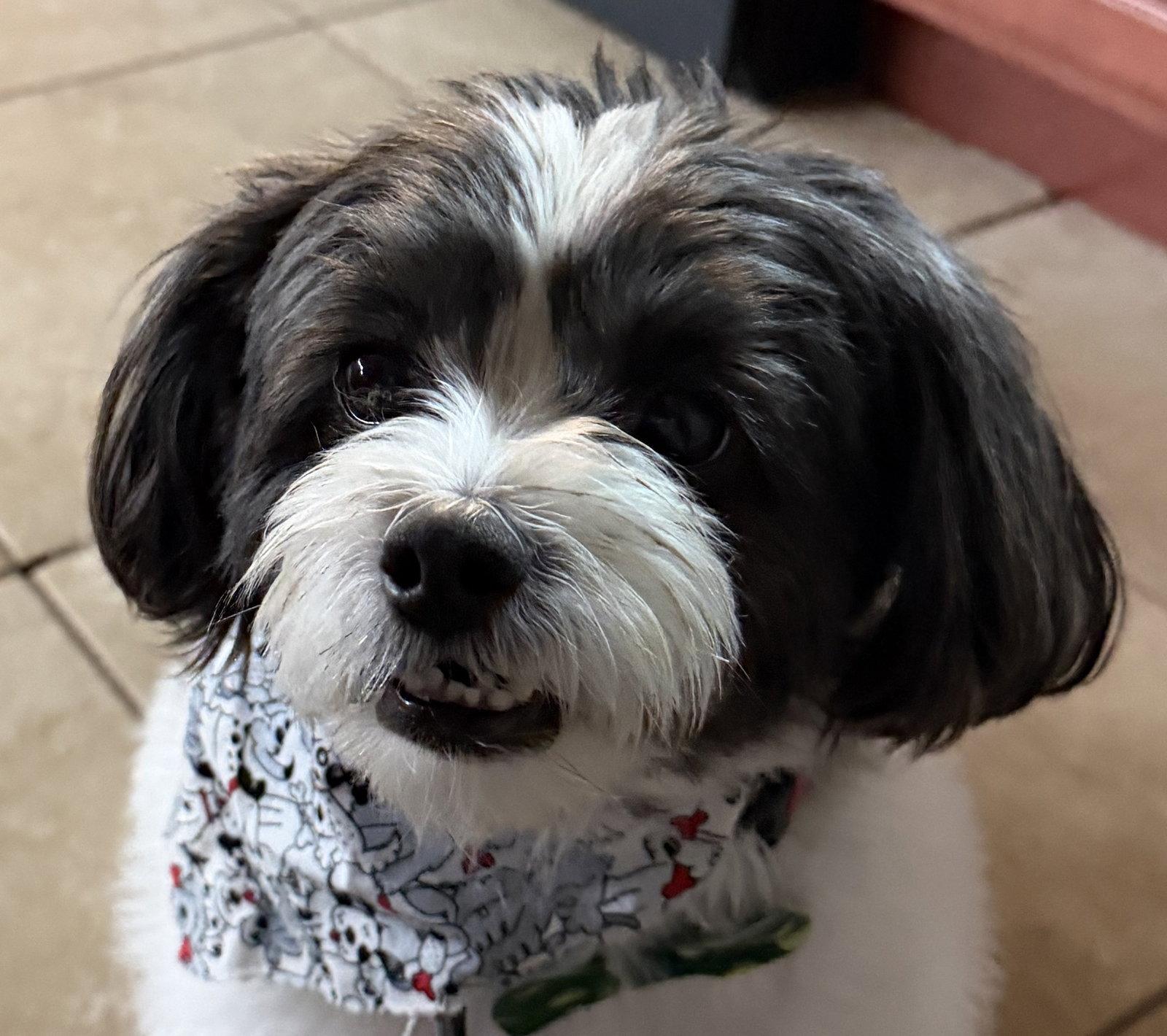 Enlarge Bandito, a Adopted Shih Tzu in Valrico, FL image 3/3