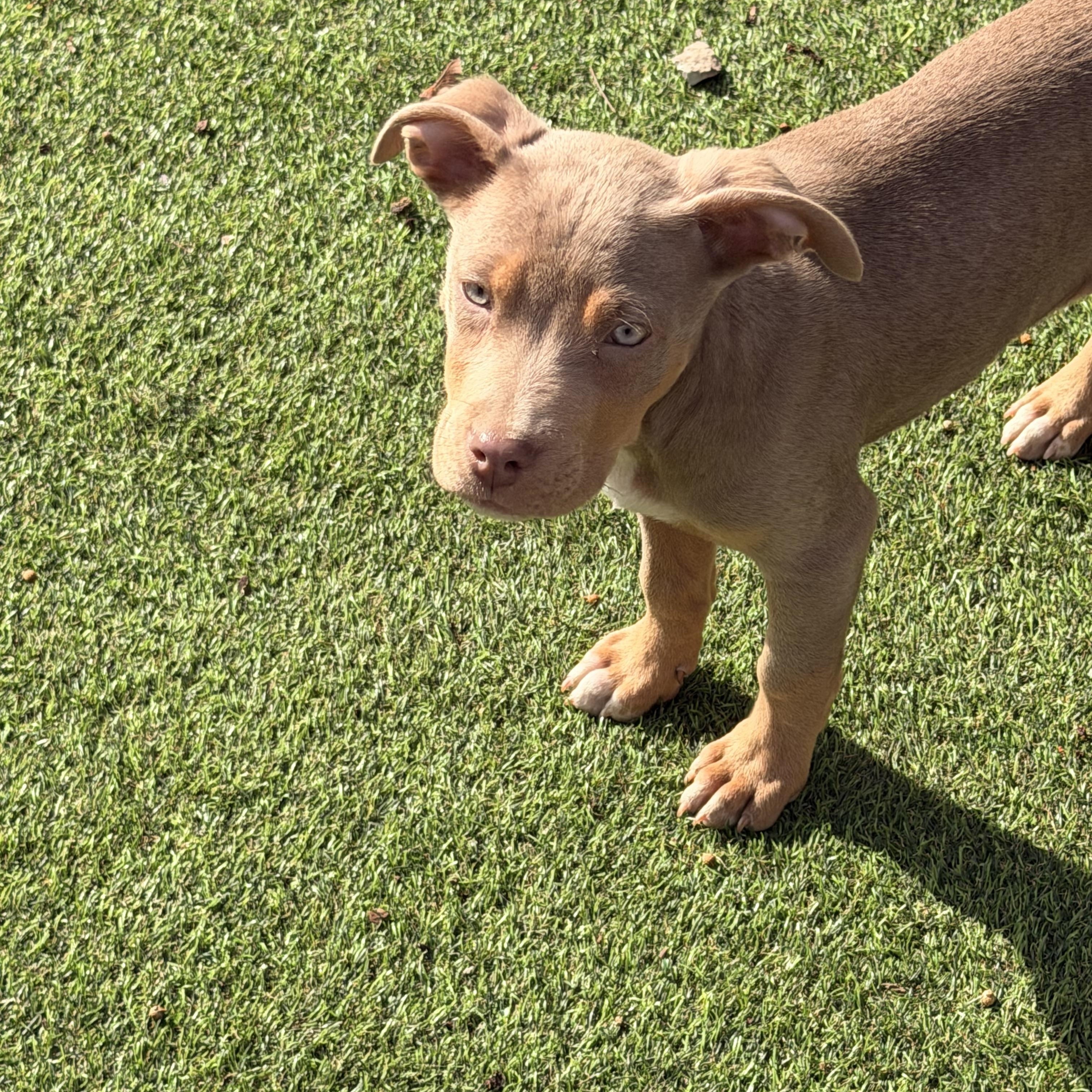 Enlarge Pecan, a ADOPTABLE mixed breed in Wilmington, IL image 4/5