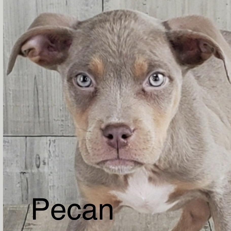 Pecan, ADOPTABLE, Puppy Male Pit Bull Terrier.