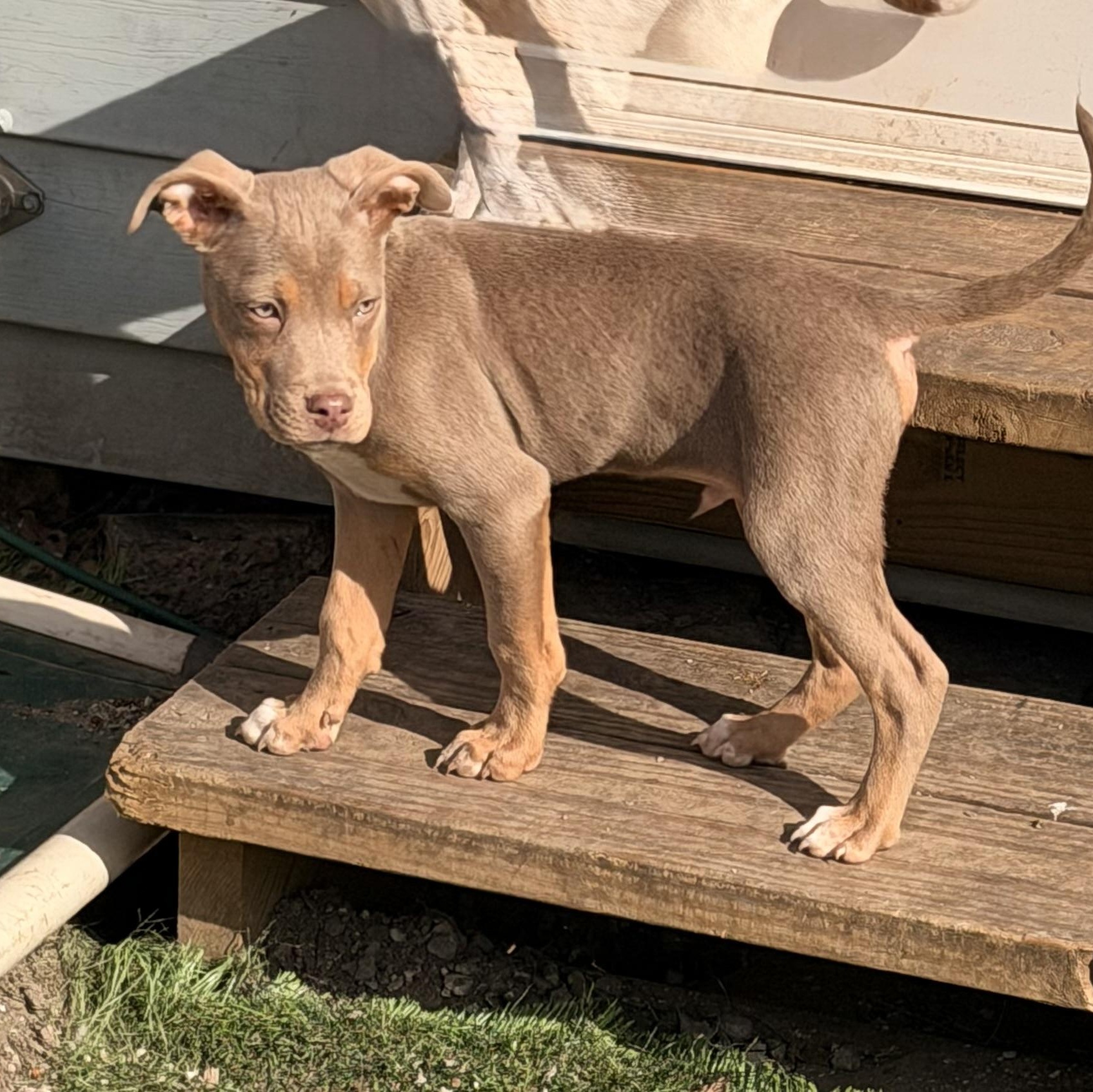 Enlarge Pecan, a ADOPTABLE mixed breed in Wilmington, IL image 3/5
