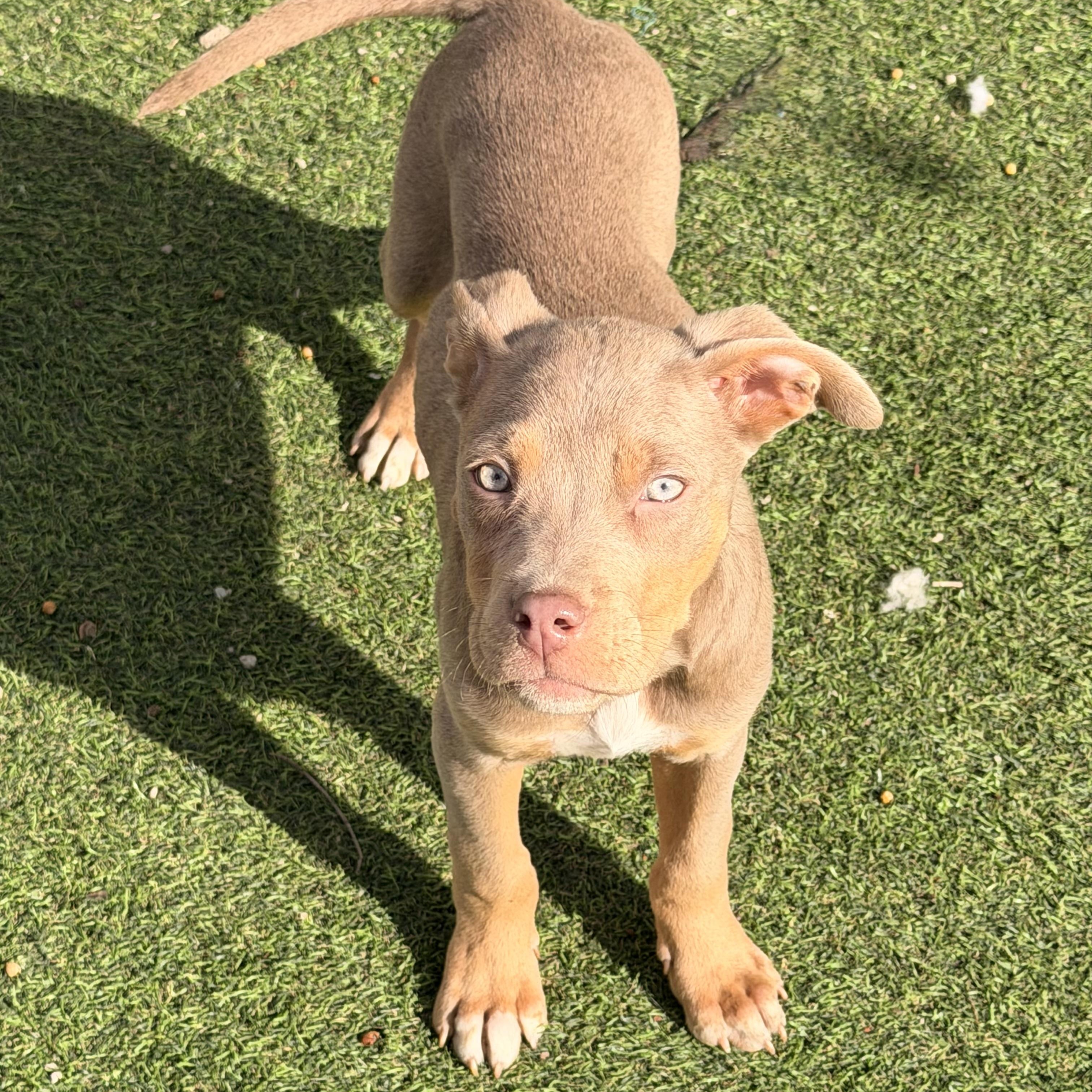 Enlarge Pecan, a ADOPTABLE mixed breed in Wilmington, IL image 1/5